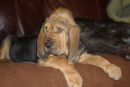 Constant surveying the sitting room from his favourite spot on the sofa.